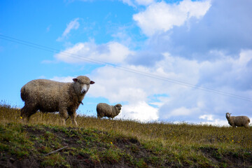 sheep in the field