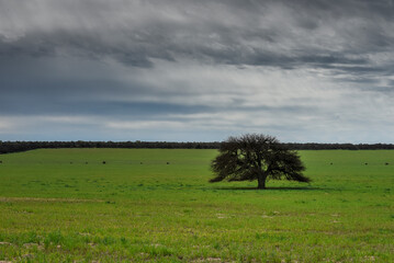 Pampas countryside landscape, La Pampa province, Patagonia, Argentina.