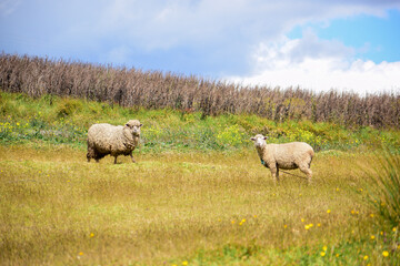 sheep in the field