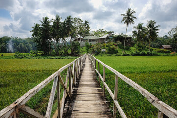 Old and beautiful wooden. bridge with a rice field at the side an farm palm trees in the background