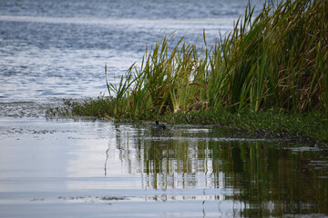 reeds in the water