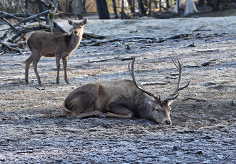 Comfort on a frosty morning.