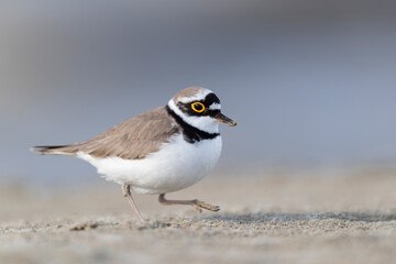 Shorebirds, little ringed plover (Charadrius dubius) on the beach.