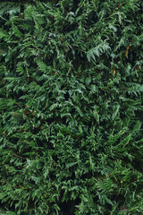 Natural green background, thuja texture