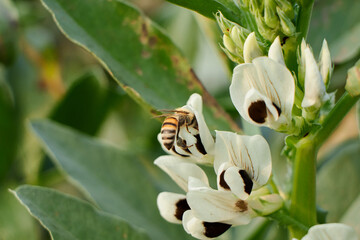 Black and white broad bean flowers with a bumble bee . A bee pollinating broad bean white flowers - Powered by Adobe