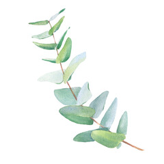 Watercolor eucalyptus green leaf branch isolated on white background for wedding stationary, greetings, wallpapers, fashion, background.