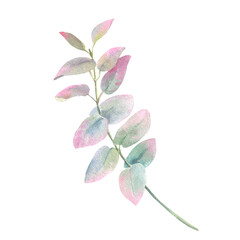 Branch eucalyptus, watercolor illustration isolated on transparent background for your decor, wedding flowers, baby shower flowers.