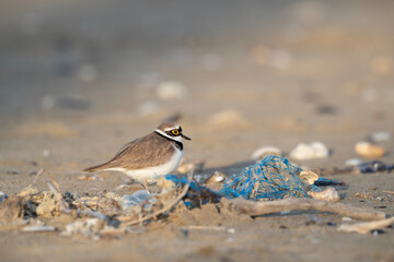 Pollution on the beach, plastic near the bird, little ringed plover (Charadrius dubius)