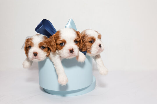 Three small puppies with multi-colored bows in a blue box on a white background
