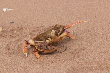 The day at a beach ended on a rather crabby note. Digby, Nova Scotia.