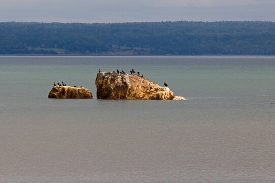 A gulp of double-crested commorants relaxing on a rock island off the coast of Digby, Nova Scotia.