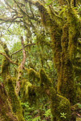 mosses and lichens in Tenerife