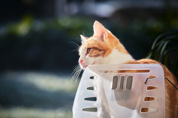 Chat roux