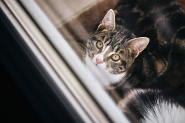 Chat derrière une fenêtre