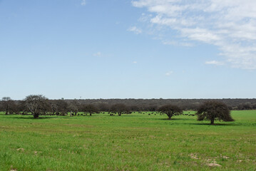 Pampas countryside landscape, La Pampa province, Patagonia, Argentina.