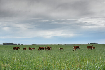 Cattle raising  with natural pastures in Pampas countryside, La Pampa Province,Patagonia, Argentina.