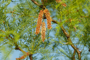 Calden tree seeds in spring, La Pampa Province, Patagonia, Argentina.