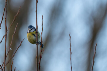 a bird on a branch in winter