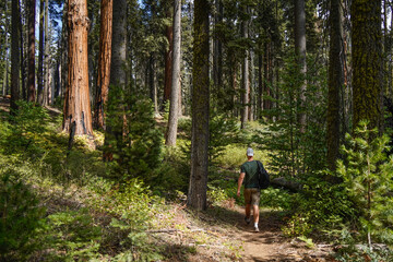 Mann mit Rucksack wandert durch den Wald im Sequoia National Park bei sonnigem Wetter