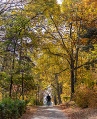 Fototapeta premium Herastrau Park in the Fall