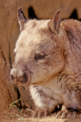 Southern hairy-nosed wombat