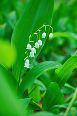 lilies of the valley beautiful white flowers