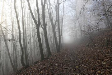 Obraz premium Wald im Nebel