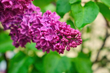 Fototapeta na wymiar Big lilac branch bloom. Bright blooms of spring lilacs bush. Spring blue lilac flowers close-up on blurred background.
