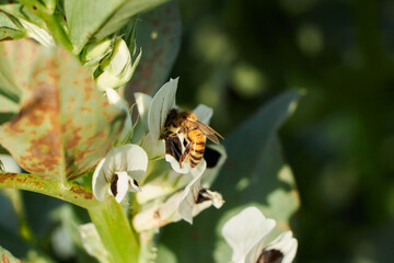 Black and white broad bean flowers with a bumble bee . A bee pollinating broad bean white flowers