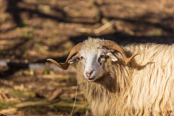 Wallachian sheep - a large ram with long fur and large horns.