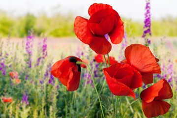Fototapeta premium Fresh beautiful Colored wild Flowers