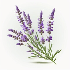 Beautiful lavender isolated  on a white background