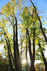 Herbstliche Bäume im Gegenlicht