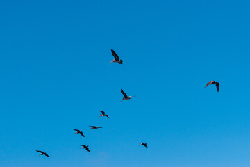 Pelicans flying off the coast of California in the Pacific Ocean