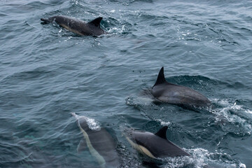 Dolphins in the Pacific Ocean, California