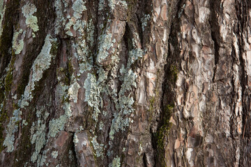 Pine bark background with moss, close-up. Relief texture of tree trunk for publication, design, poster, calendar, post, screensaver, wallpaper, postcard, banner, cover, website. High quality photo