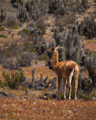 Guanaco chileno en el desierto comiendo cactus