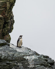Pinguino de Humbold tomando sol en una roca