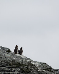 penguin couple perched on a rock - pareja de pinguinos posados en una roca