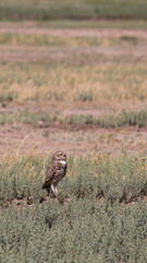 pequen tomando sol chilean owl sun bathing