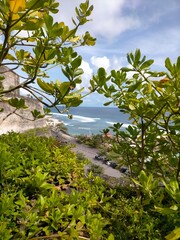 Green trees on the beach