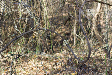 Forest in autumn, trees wintering, trees without leaves, bark, branches making like a snake