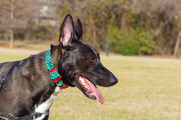 Forest in autumn, trees wintering, trees without leaves, black dog watching carefully.