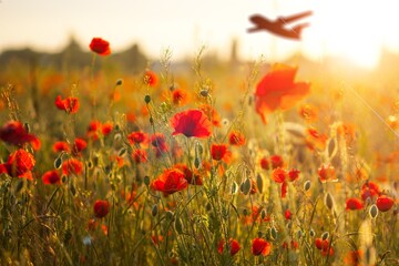 Fototapeta na wymiar Plane fly under the field with fresh poppies
