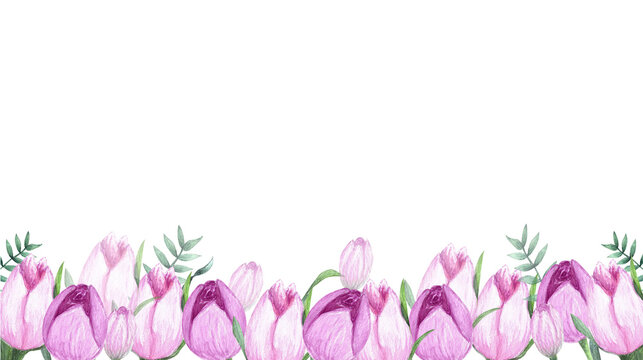 Hand painted watercolor pink tulips, flowers border on white background