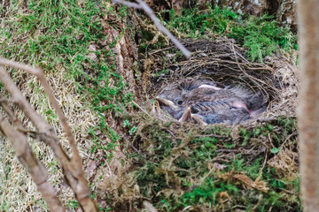 bird in the nest