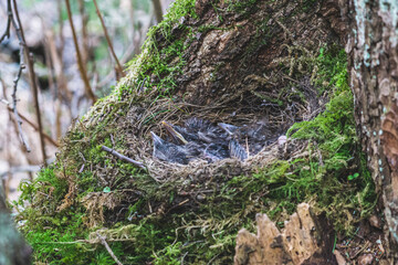 Obraz premium Blackbirds nestlings 