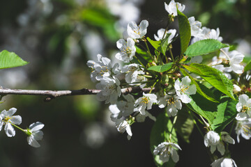 blossoming cherry tree
