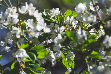 apple tree in bloom