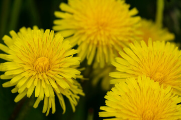 yellow dandelion flower